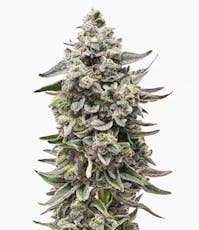 Grown Rogue | Blue Runtz (I-H) Flower | 3.5g