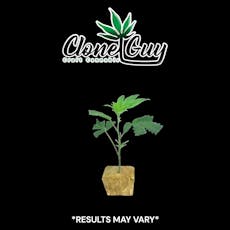 Clone Guy | Bubblegum Runtz