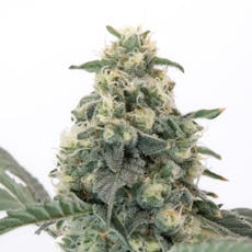 First Class Funk (H) - Farmer G - 28g Pre-Packaged