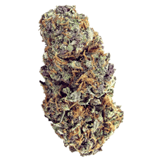 Forbidden Fruit Flower by Giving Tree Gardens