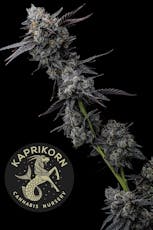 CLONE - Lemon Cherry Gelato