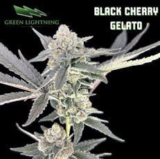 Black Cherry Gelato 7g