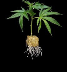 Clone - Trichome Farms: Platinum Tang Breath (SH)