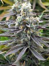 Dream Junky - 4g - R009