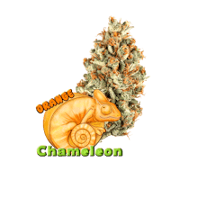 14.0G Orange Chameleon