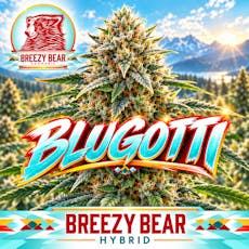 Breezy Bear - 3.5g Flower - Blugotti