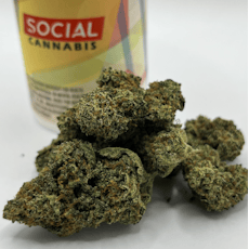 Gold Shelf - Jennys Kush (S)