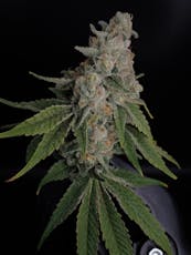 Insta Cake (H) - Hermit's Delight - 3.5g Big Buds Pre-Packaged T3