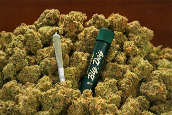 Animal Scout | .75g Preroll