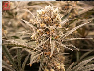 Triple Stuffed 3.5g - Fade Co. (Pre-Pack)