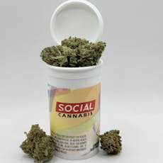 Gold Shelf - Lemon Batter (S)