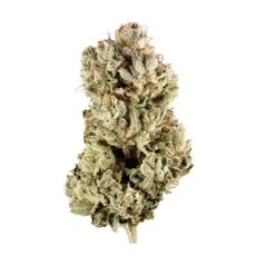 Original Glue (Original Glue) Indica Flower 19.7% THC