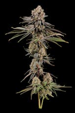 LOCAL - PREPACK - 28G - SHERBHEAD - HYBRID