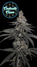 Flower | Nectarine Dream