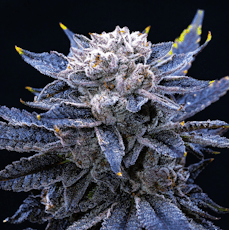 WCOTR Bud-Frosted Galato I