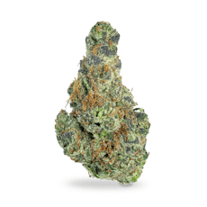 Kernal Putang - Shake