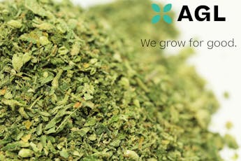 AGL 14g Select Grind OMG (H) 01098