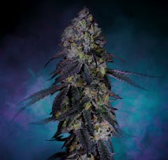 RYTHM ANIMAL FACE FLOWER 14G