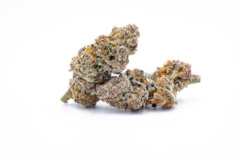 Flower l Dorothy's Junkie (hybrid)