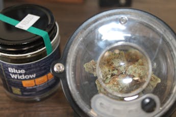 Northeast Kannabis I Blue Widow