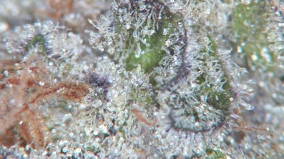 Montana Silvertip | Flower by Red Dawg