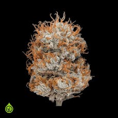 Green Dot - Pre-Packed - Fortissimo (H) 3.5g