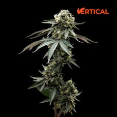 VERTICAL - LEMON CHERRY SHERBERT 0.5G 7PK HYBRID