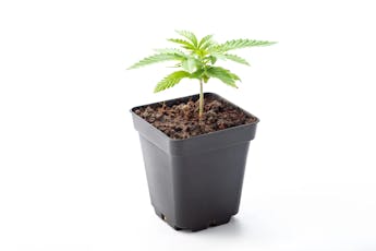 Cinex x White Widow - Immature Plant
