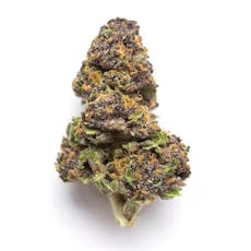 Gold Shelf - Lemonchello (H)