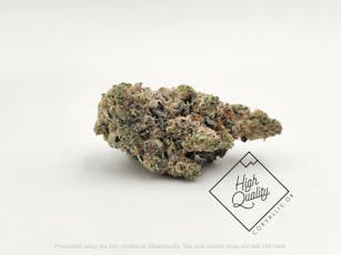 Campout - Tao Gardens (H)