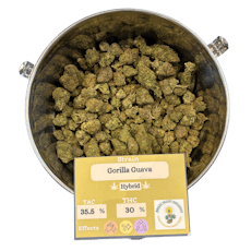 Gorilla Guava | Deli Style Flower | Bright Valley