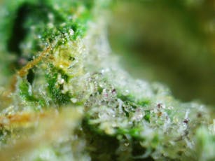 Rhize Cannabis Company | Berry Fizz | Indoor | Bulk
