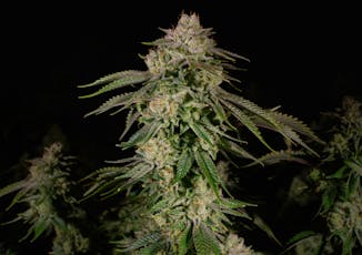 Rythm 7g Small Flower Jet Fuel (H) 00873