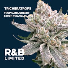 Root & Bloom - Tricheratrops - Flower - 14g