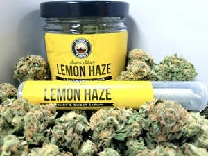 Super Silver Lemon Haze by Bondi Farms