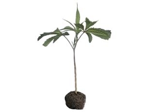 Higher Love Banana Junky Clone