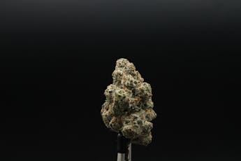Springtime Permanent Chimera #35 Buds