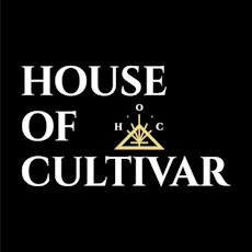Candy Rain by House of Cultivar