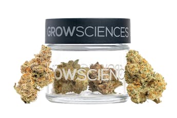 HASHBURGER by GROW SCIENCES