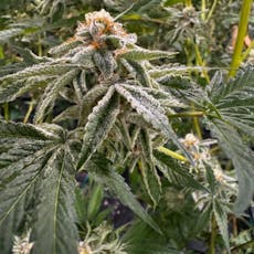 Platinum Cake by Avitas