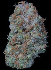 Dutch Haze by Falcanna