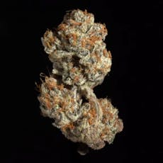 Dante's Inferno - 3.5g Exclusive Shelf Flower