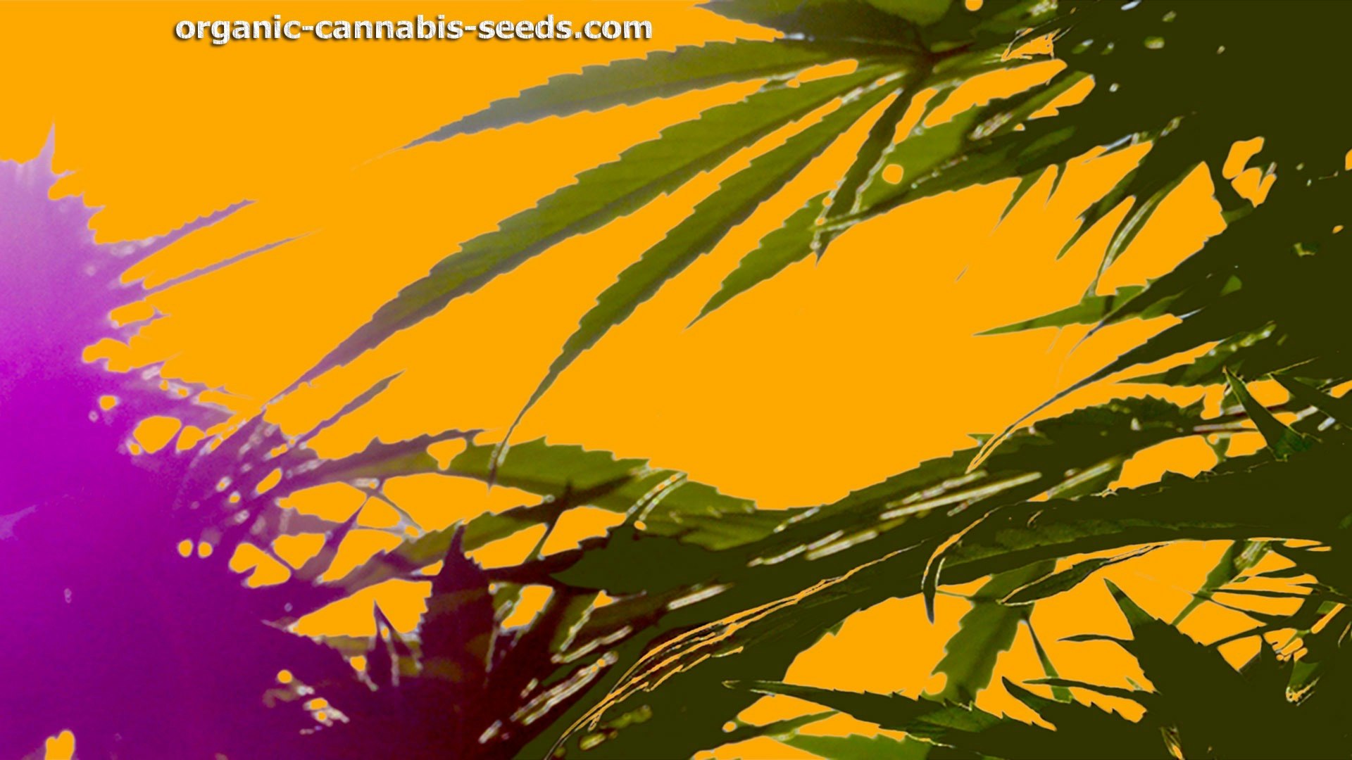 Phi Seeds Cover Photo