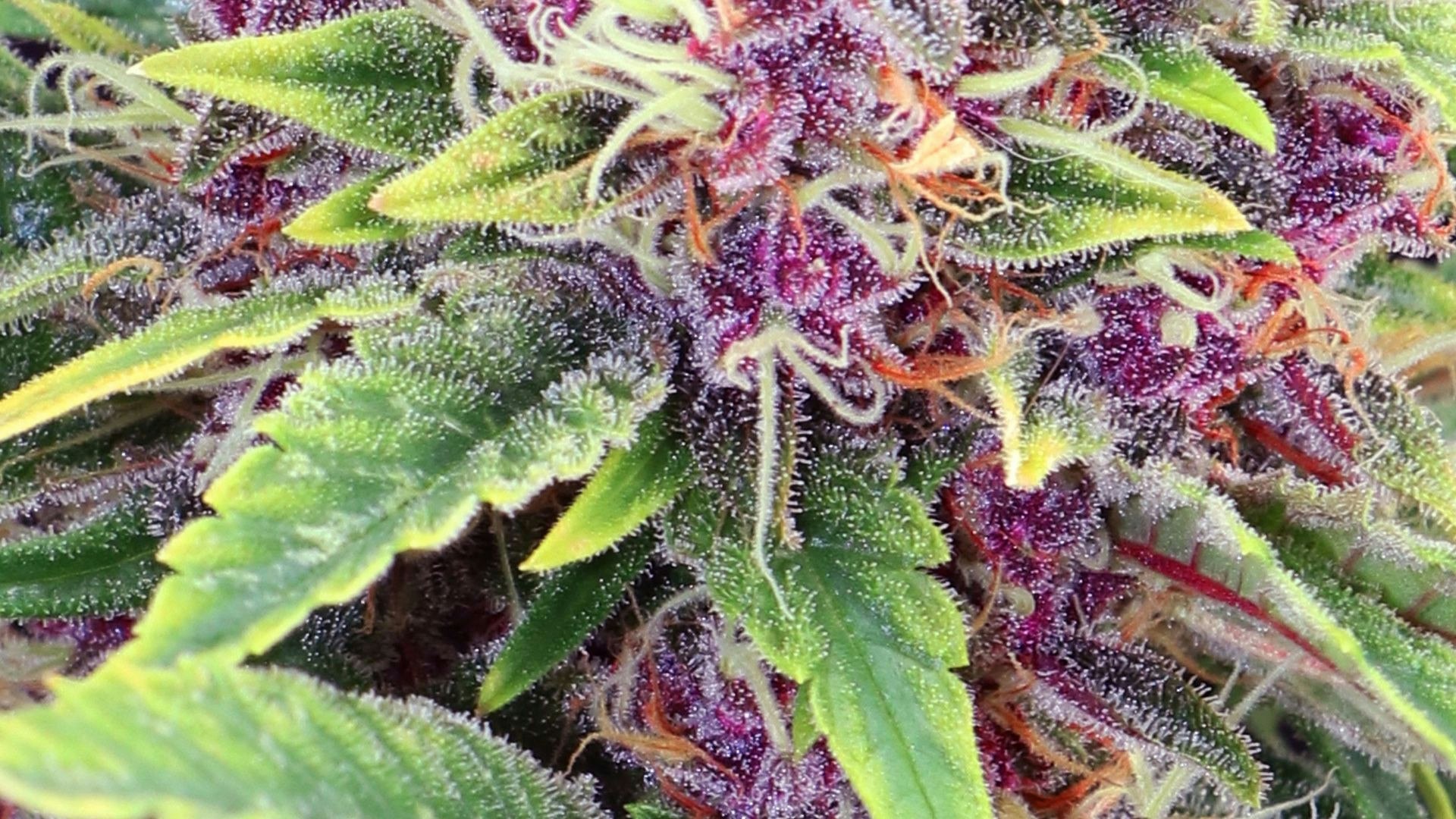 Kannabia Seeds Cover Photo
