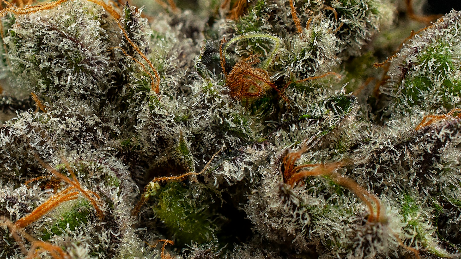 Durango Cannabis Company Cover Photo