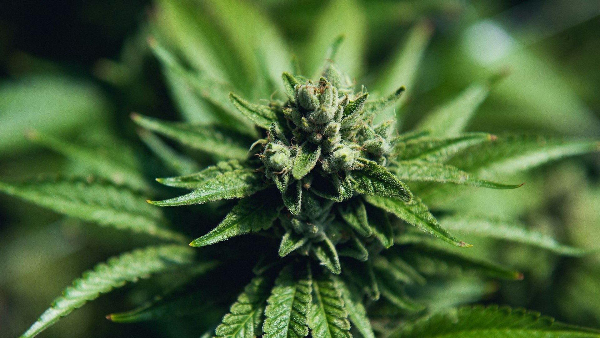 Cresco Cannabis Cover Photo