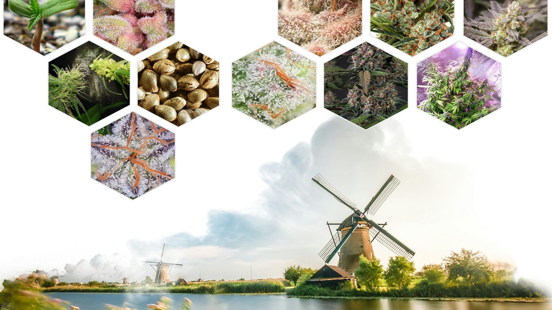 Dutch Passion Cover Photo