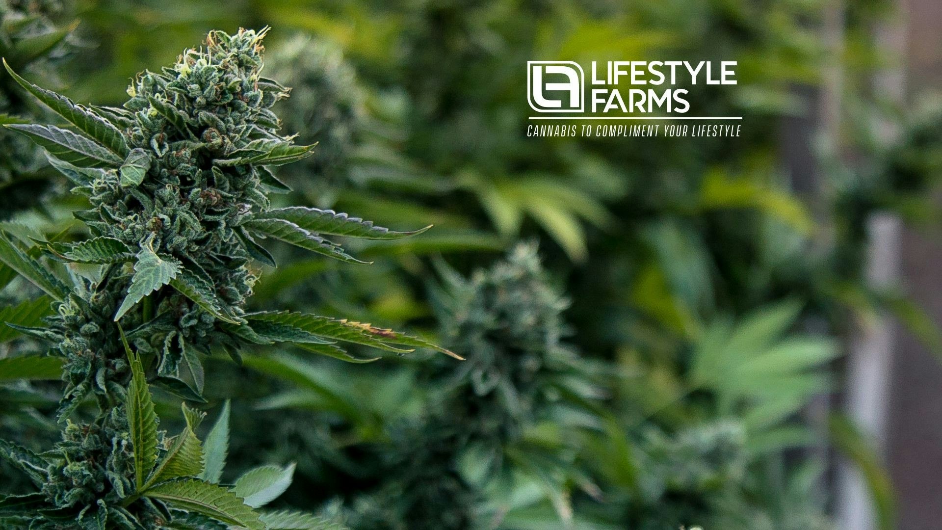Lifestyle Farms Cover Photo
