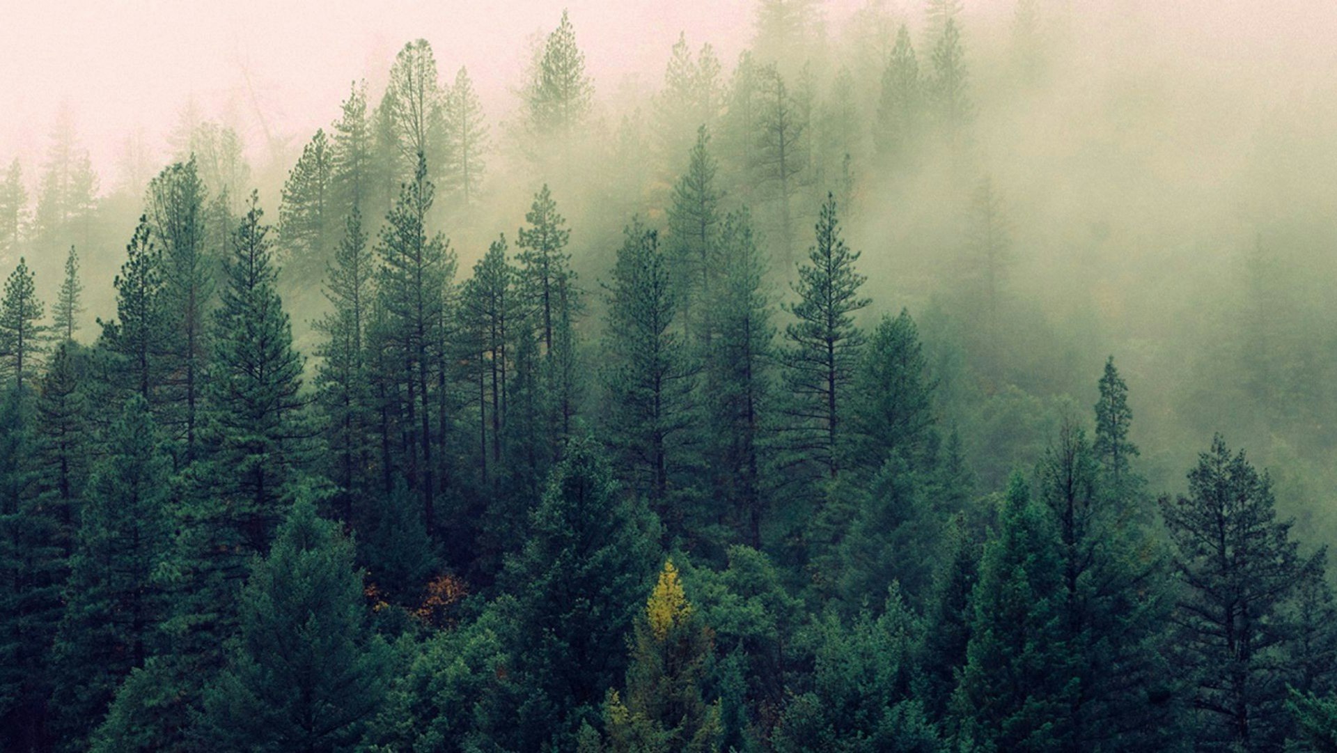 Evergreen Herbal Cover Photo