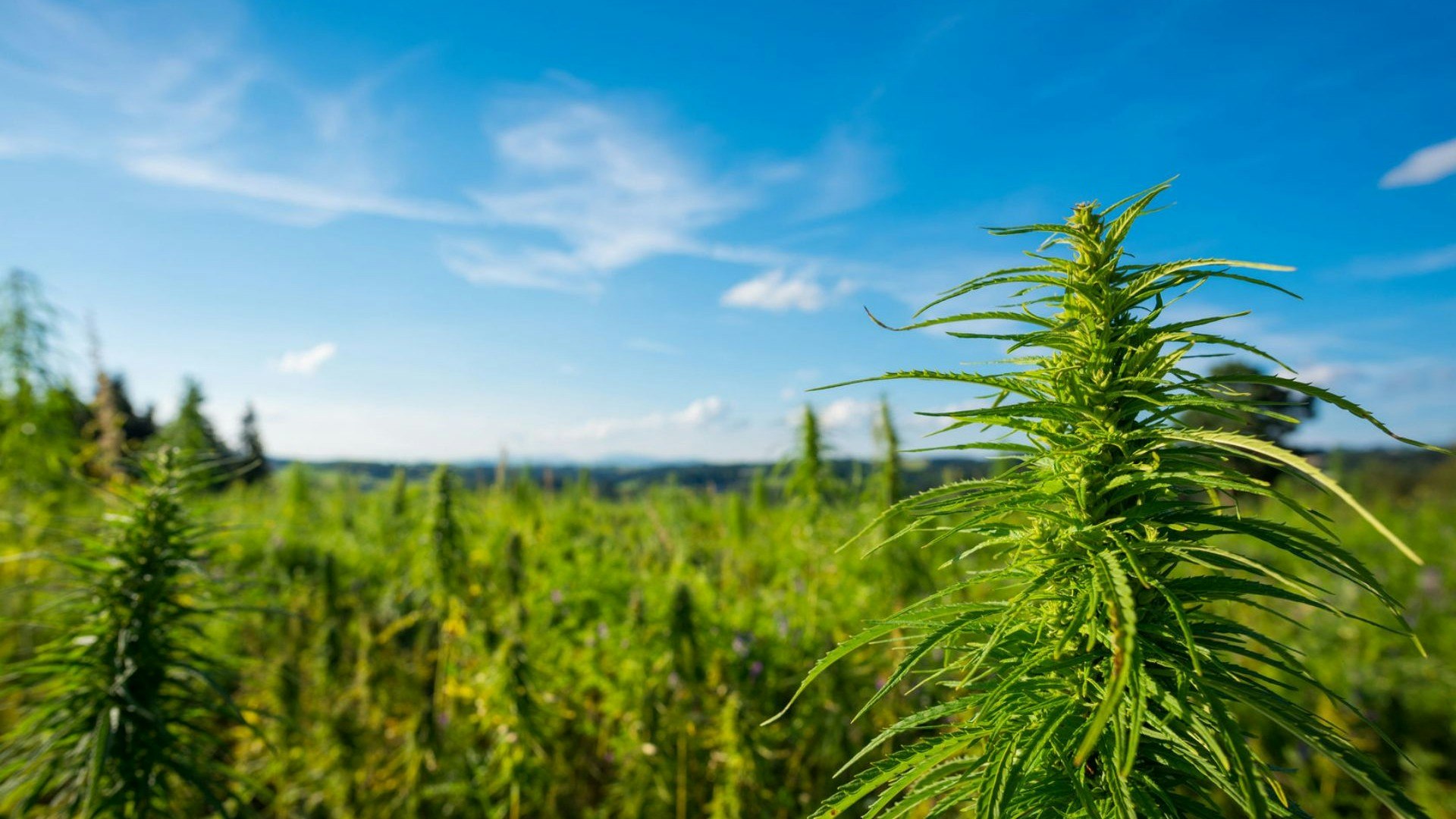 Prime Sunshine CBD Products Cover Photo